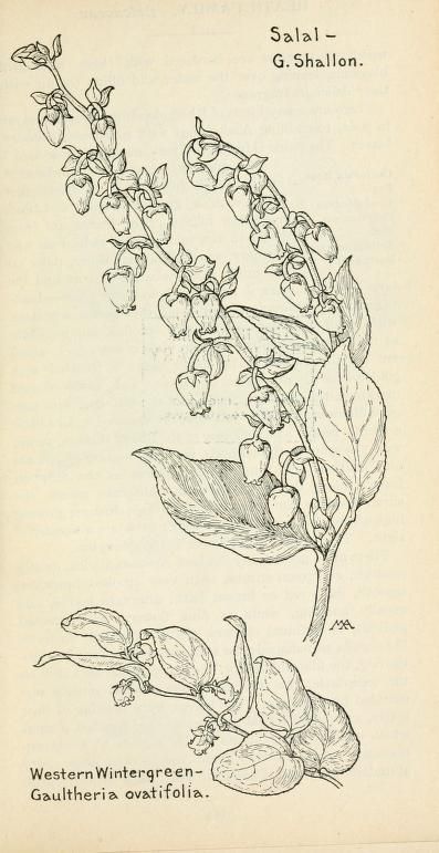 Field book of western wild flowers : Armstrong, Margaret, 1867-1944 : Free Download, Borrow, and Streaming : Internet Archive Margaret Armstrong, Western Wild, Drawing Flowers, Botanical Tattoo, Best Tattoo Designs, Online Group, Botanical Drawings, Mini Tattoos, Pretty Tattoos