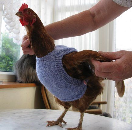 DIY Knit Chicken Jumper Sweater (Written Pattern)/DIY Knit Chicken Sweater (Written Pattern)  #Knit, #Pet, #Chicken Knit Chicken, Diy Jumper, Chicken Clothes, Chicken Saddle, Chicken Sweater, Diy Knit, Chicken Pattern, Chicken Diy, Pet Chickens