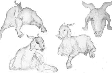 goat drawings | Goat Life Drawings Goat Drawings, Animal Drawings Easy, Minions Coloring Pages, Life Drawings, Easy Animal Drawings, Goat Art, Horse Inspiration, Cute Goats, Rabbit Art