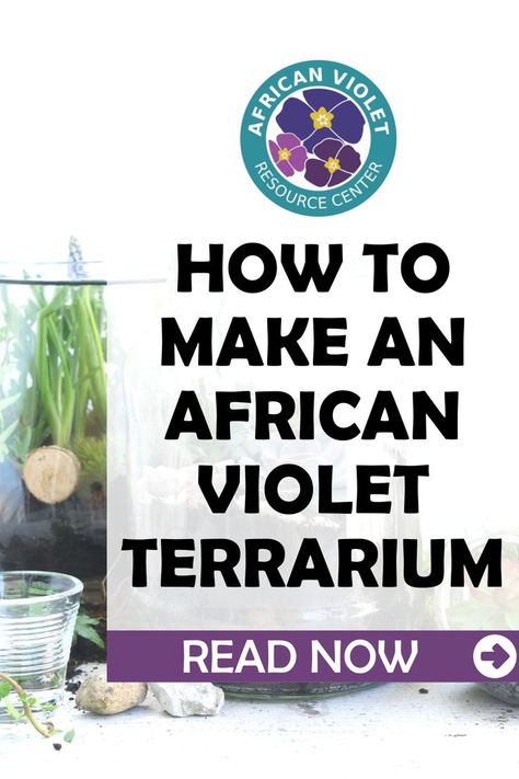 African Violet Terrarium, Violet Terrarium, African Violets Plants, Violet Plant, Fiddle Leaf Fig Tree, Glass Structure, African Violet, Vivarium, Fiddle Leaf Fig