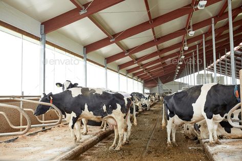 herd of cows in cowshed stable on dairy farm by dolgachov. agriculture industry, farming and animal husbandry concept â€?20herd of cows in cowshed stable on dairy farm#stable, #dairy, #farm, #herd Cowshed Farm Design, Dairy Farm Design, Cow Stable, Cattle Barn Designs, Cow Shed Design, Farming Activities, Cow Holstein, Herd Of Cows, Cattle Barn