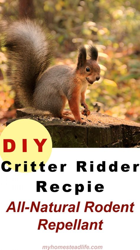 Repel Squirrels, Raccoon Repellent, Squirrel Repellant, Apple Tree Care, Get Rid Of Squirrels, Repellent Diy, Garden Critters, Natural Mosquito Repellent, Rodent Repellent