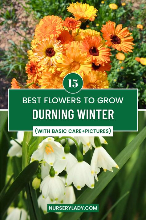 "Discover the 15 Best Flowers for Winter in our comprehensive guide! From vibrant blooms to hardy varieties, explore best flowers for winter sowing and the best flowers to winter sow for a colorful garden even in the colder months. Learn essential basic care tips for winter flowers, including winter plants that thrive in your autumn garden. Transform your house landscaping with these gardening plants and create a magic garden filled with colorful plants. Flowers That Dry Well, Winter Flowering Plants, Winter Flowers Garden, Winter Sowing, Tips For Winter, Best Flowers, Gardening Plants, Winter Plants, House Landscaping