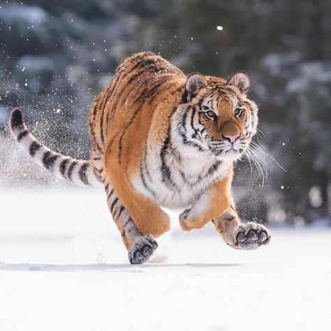 Tiger Running, Running In The Snow, Crafts Nature, Snow Tiger, Tiger Photography, White Lions, Big Cats Photography, Crafts Cute, Amur Tiger