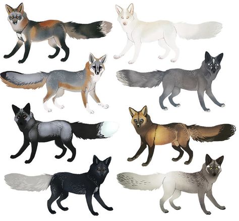 Fox Colors, Art Fox, Animal Artwork, Animal Anatomy, Fox Illustration, Canine Art, Art Things, Human Heart, Fox Art