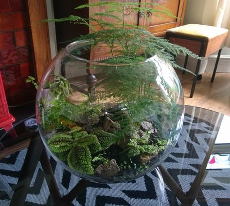 Terrarium - Himalayan maidenhair fern, asparagus fern, pilea moon Valley, ficus Columbia and ficus Panama Fern Terrarium, Maidenhair Fern, Plant Goals, Plant Terrarium, Asparagus Fern, Moss Garden, Garden Terrarium, Terrarium Plants, Glass Terrarium