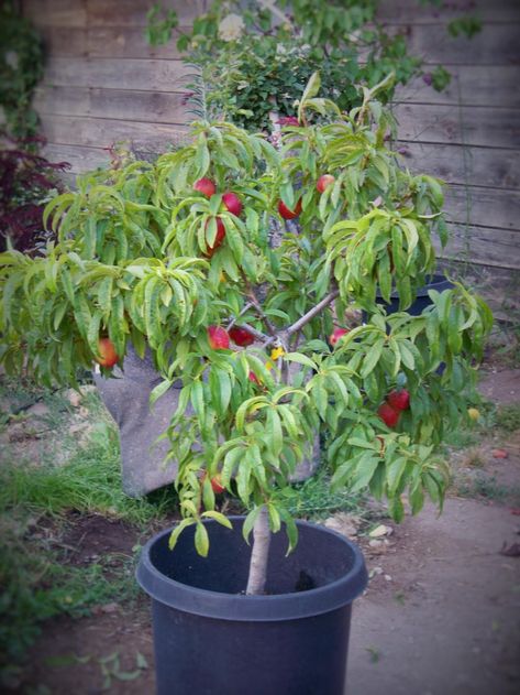 Plant database entry for Nectarine (Prunus persica 'Double Delight') with one image and 34 data details. Cabbage Leaves, Plant Information, Soil Ph, Beneficial Insects, Nectarine, All About Plants, Small Trees, Flowering Trees, One Image