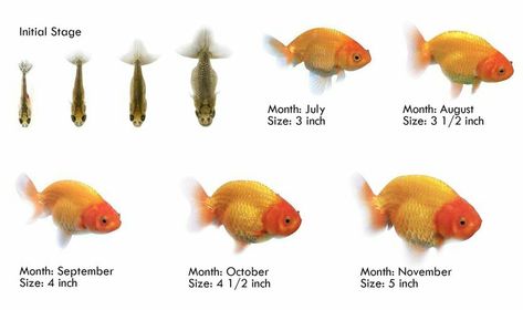 Ranch Goldfish, Goldfish Breeding, Goldfish Care, Comet Goldfish, Oranda Goldfish, Fantail Goldfish, Goldfish Aquarium, Goldfish Tank, Goldfish Pond