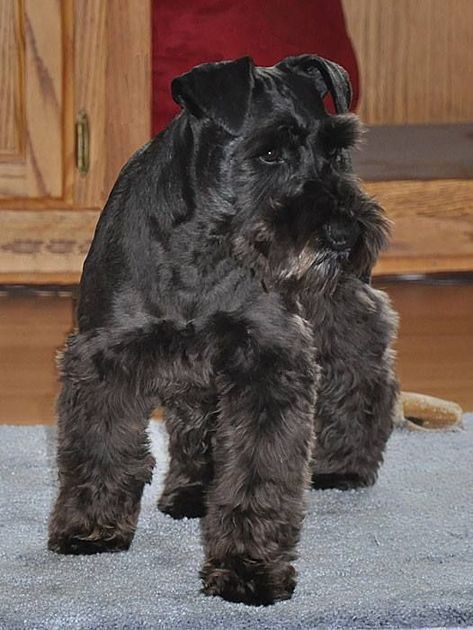 Black Mini Schnauzer, Schnauzers Funny, Schnauzer Breed, Black Schnauzer, Schnauzer Grooming, Mini Schnauzer Puppies, Standard Schnauzer, Schnauzer Puppies, Miniature Schnauzer Puppies