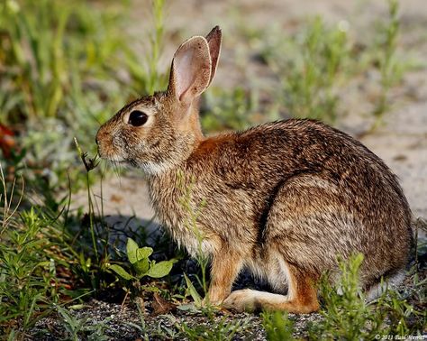 Eastern Cottontail Rabbit - Winnipesaukee Forum Eastern Cottontail, Backyard Nature, Cottontail Rabbit, Swamp Rabbit, Wild Bunny, Baby Rabbits, Small Sketchbook, Animal Sketch, Tattoo Time