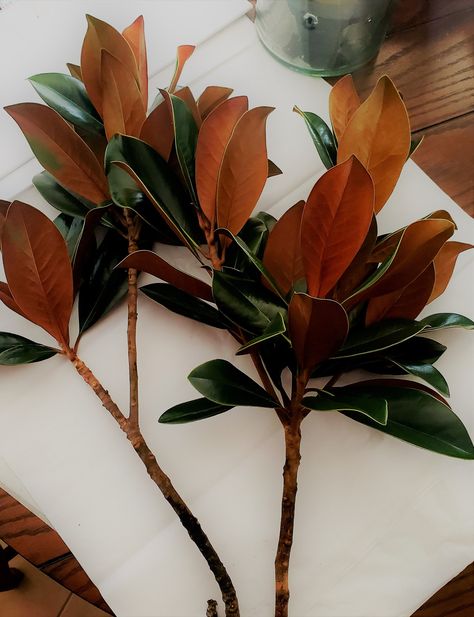 Magnolia Branch, Southern Magnolia, Long Branch, Magnolia Leaves, Wedding Vases, Rustic Colors, Handmade Wreaths, Live Plants, Green Leaves