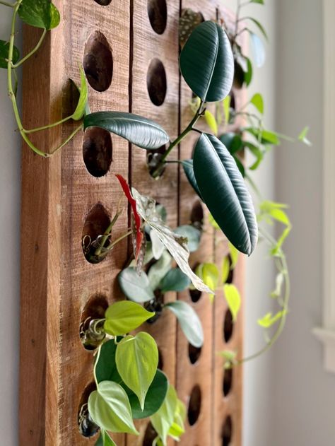 How To Make A DIY Plant Propagation Station (Easy + Stylish) Diy Plant Propagation, Diy Propagation Station, Diy Propagation, Plant Propagation Station, Sustainable Homestead, Air Layering, Arrowhead Plant, Propagation Station, Iron Bed Frame