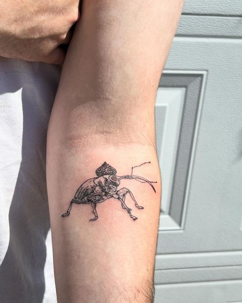 It's WEEVIL WEDNESDAY !!!! • Ty Jesse for letting me do this custom of the humble acorn weevil. He's even wearing a little acorn cap 🥹 • I hope little Mike continues to protect you. Also enjoy some fresh Bloomington blooms 🌷 • #weevilwednesday #acornweevil #bugtattoo #bloomingtonindiana #blackwork #blacktattooartist #ıllustrativetattoo Weevil Tattoo, Acorn Weevil, Bug Tattoo, X Tattoo, Tattoo Inspo, Tattoo Artist, Black Tattoos, Blackwork, I Tattoo