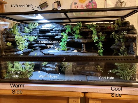 Large Reptile Terrarium Ideas, Caiman Lizard Enclosure, Python Tank Ideas, Naturalistic Leopard Gecko Terrarium, Creative Snake Enclosures, California King Snake Habitat, Diy Snake Tank Decor, Leopard Gecko Habitat Diy, Bio Active Snake Enclosure