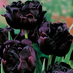 tulip_black_hero Goth Garden, Gothic Garden, Flower Bulbs, Black Garden, Dark Flowers, Moon Garden, Pretty Plants, Bulb Flowers, Black Flowers