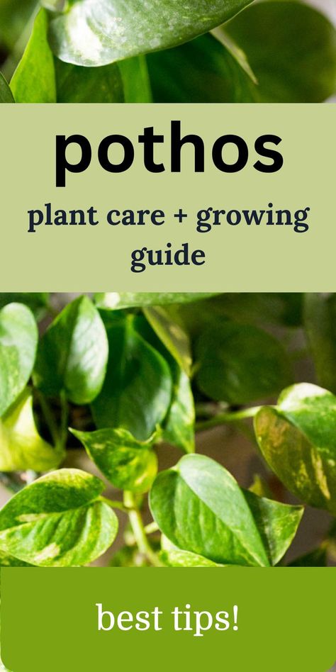 pothos in a pot Pathos Plant, Pothos Plant Care, Pothos Plants, Easy Indoor Plants, Plant Tips, Plant Care Tips, Household Plants, Plant Care Houseplant, Pothos Plant