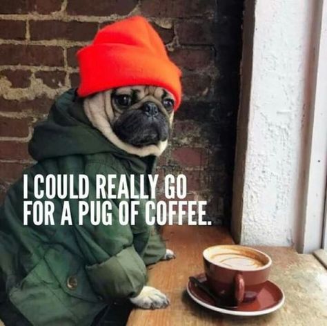 I love coffee puns and cute dog memes. How about you? ☕️ 💄 #CoffeeAndLipstick #GoddessOfCaffeine #Caffein8r #Coffee #Caffeine #Caffeinated #CoffeeTime #ForYou Cute Dog Memes, Funny Pugs, Coffee Puns, Pugs And Kisses, Dog Coffee, Coffeehouse, Pugs Funny, Cute Pugs, Love Coffee