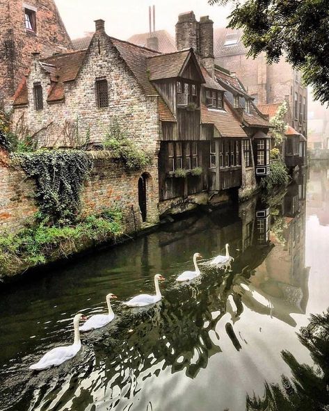 Brugge, Belgium - Imgur Bruges Belgium, Belgium Travel, Foggy Morning, Alam Semula Jadi, Old Buildings, Beautiful Buildings, Swans, Crete, Oslo