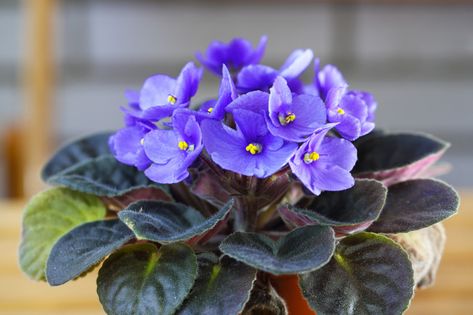 Come coltivare le violette africane: 9 consigli per le bellissime Saintpaulia | DonnaD Cat Friendly Plants, African Violet Care, Ficus Pumila, Violet Garden, African Violets Plants, Violet Plant, Ficus Elastica, Growing Plants Indoors, Office Plants