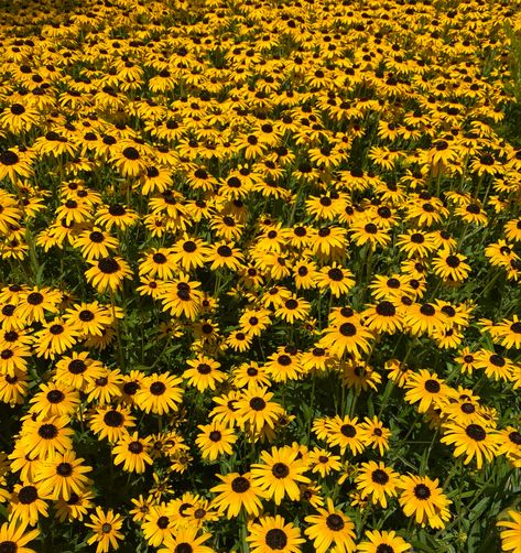 Rudbeckia Flower, Flowers Garden Ideas, Flowers For Garden, Yellow Flower Field, Easy Flowers, Flowers Field, Field Flowers, Flowers Yellow, Field Of Flowers