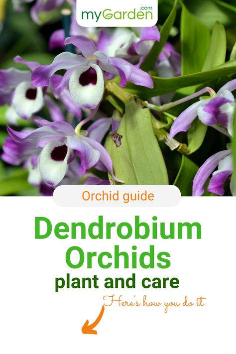 The Dendrobium nobile, commonly known as Dendrobium orchid, amazes with its sweetly scented flowers. Follow our Dendrobium orchid guide to find out how to properly plant and care for this perennial plant. #mygardencom #mygarden #dendrobiumorchid #orchidguide #orchids Dendrobium Orchids Care, Orchids Care, Dendrobium Nobile, June Flower, Orchid Plant Care, Dendrobium Orchid, Scented Flowers, Anthurium Plant, Orchid Species