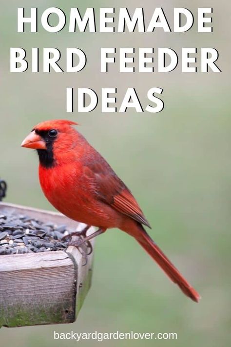 Simple Bird Feeder, Homemade Bird Feeder, Homemade Aesthetic, Bird Feeder Station, Bird Feeder Stands, Finch Feeders, Backyard Birds Feeders, Bird Diy, Make A Bird Feeder