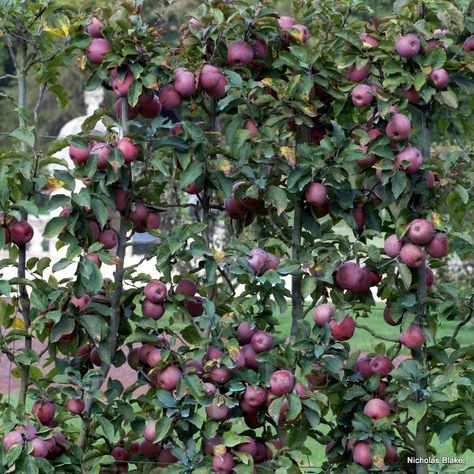 Yuletide Camellia, Espalier Fruit Trees, Fruit Tree Garden, Growing Fruit Trees, Fruit Party, Fruit Decorations, Edible Landscaping, Veg Garden, Growing Fruit