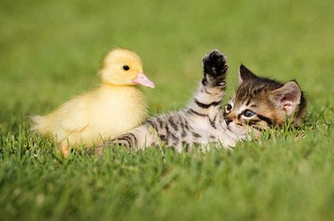 Friends--# kitten #cute #duckling #friends #funny Cute Puppies And Kittens, Cute Ducklings, Animals Friendship, Airbrush Art, Kittens Funny, Cute Cats And Kittens, Cute Kittens, Baby Cats