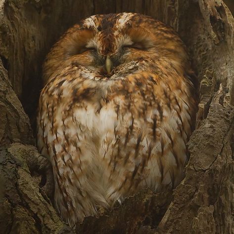 Tawny Owl 25-1-14 | Taken at Christchurch Park Ipswich Suffo… | Nick Brown | Flickr Owl Aesthetic, Tawny Owl, Brown Owl, Brown Bird, Forest Girl, Brown Eyed Girls, Beautiful Owl, Dont Call Me, Tropical Birds