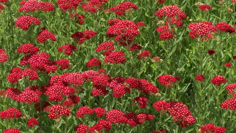 10 Drought-Tolerant Flowers for a Vibrant Low-Maintenance Garden Low Light Garden, White Perennial Flowers, Red Perennials, Drought Tolerant Perennials, Drought Tolerant Garden, Stunning Flowers, Light Garden, Blue And Purple Flowers, Fragrant Plant