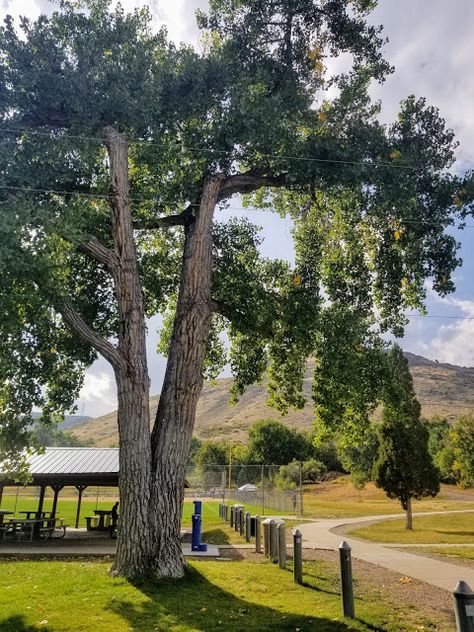 Cottonwood Tree Tattoo, Cottonwood Tree, Live Earth, Sacred Earth, Tree Support, Medicinal Tea, Scenic Train Rides, Tree Identification, Moving To Colorado