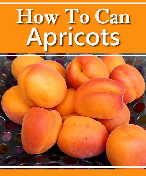 Canning Apricots Recipes, Canning Apricots, Canning Fruit Recipes, Orchard Ideas, Canning Pressure Cooker, Homestead Lifestyle, Frugal Food, Canning Process, Apricot Recipes