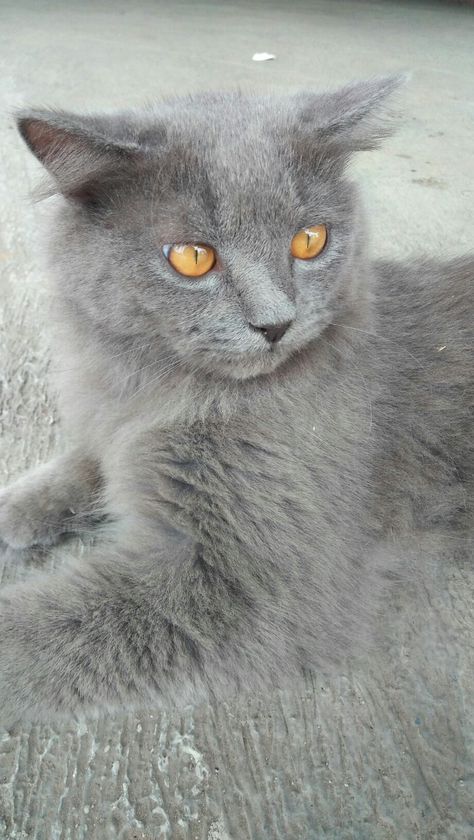 Cute cat #cute #cat #mycat #grey #fur #orange #eyes Light Grey Cat, Cat With Orange Eyes, Orange Eyes, Grey Fur, Gray Cat, Grey Cat, Cat Cute, Crazy Cats, Blue Gray