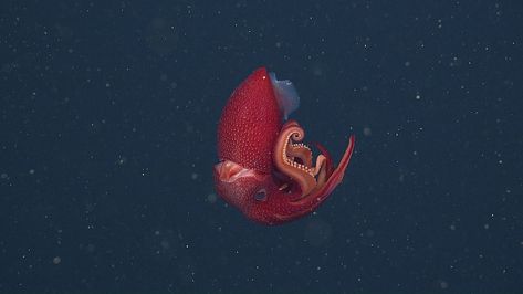 “🎵And nothing to get hung about 🍓 Strawberry squids forever🎵 The Strawberry Squid (Histioteuthis heteropsis) gets it's common name from it's red colour and photophores which look like strawberry seeds. Believe it or not, it was described by Samuel Stillman Berry!” Strawberry Squid, Strawberry Seeds, Deep Sea Fish, Strawberry Seed, Octopus Squid, Sea Slugs, Sea Slug, Deep Sea Fishing, Tide Pools