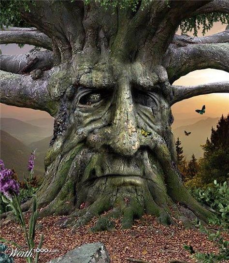 The Celts saw a face on each and every tree, and believed that souls or spirits lived inside of them, the reason why they worshiped them. Tre Kunst, Weird Trees, Enchanted Tree, Tree People, Magical Tree, Tree Faces, Tree Spirit, Tree Carving, Old Trees