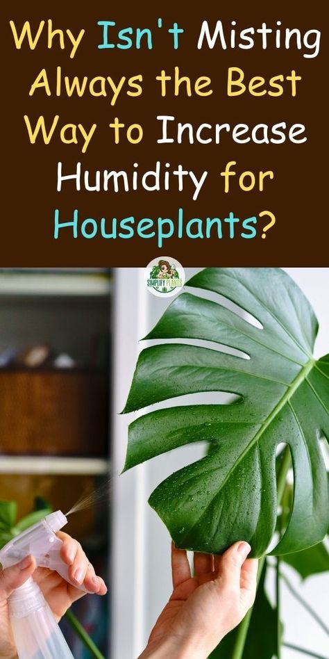 "Increasing Humidity for Houseplants, Alternatives to Misting for Humidity, 
Effective Ways to Boost Humidity for Indoor Plants, Humidity-Boosting 
Techniques for Houseplants, Enhancing Indoor Plant Humidity, Improving 
Plant Humidity Without Misting" Humidity For Plants, Indoor Greenery, Sunny Morning, Plant Parent, Healthy Environment, Pest Control, Plant Care, Gardening Tips, Indoor Plants