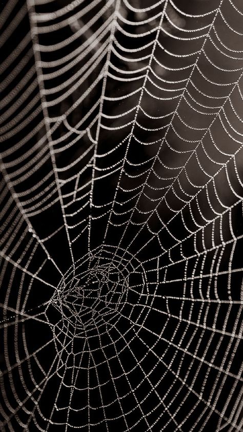 Cobweb Wallpaper, Spider Background, Backgrounds For Phones, Spider Wallpaper, Remembrance Day Activities, Dr Zakir Naik, Cracked Wallpaper, Watercolor Face, Free Wallpaper Backgrounds