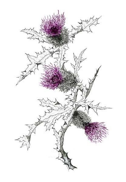 Scottish Thistle Tattoo idea Scottish Thistle Tattoo, Scottish Tattoo, Scottish Tattoos, Thistle Tattoo, Thistles Art, Best Tattoo Ideas, Thistle Flower, Scottish Thistle, Botanical Drawings