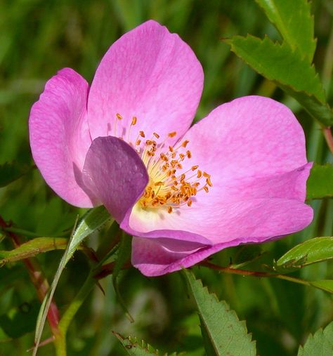 https://flic.kr/p/jH3Dju | Rosa arkansana (dwarf prairie-rose) | Rosa arkansana (dwarf prairie-rose) is native to the central portion of the US and into Canada. It is a low-growing stoloniferous plant that can spread to form patches. Bloom time is from late June into July in northern Minnesota. Prairie Plants, Prairie Planting, Prairie Rose, Northern Minnesota, Diy Landscaping, Floral Vase, Wild Rose, Reference Images, Wild Roses