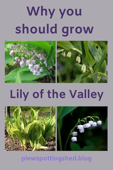 Lily of the Valley is her Majesty HM Queen Elizabeth’s favourite flower. Relevant for any year, it seemed highly appropriate in her Platinum Jubilee year to share with you how to grow this pretty scented perennial in your garden. As a small plant there’s room for it in most gardens and on most soils and it will also live happily in a pot. Click the link to learn how to grow your own Lily of the Valley flowers Lily Of The Valley Garden Ideas, Gardening Tattoo, Ladder To Heaven, Growing Lilies, Gardener Aesthetic, Gardening Aesthetic, Garden Tattoo, Planting Design, Valley Landscape