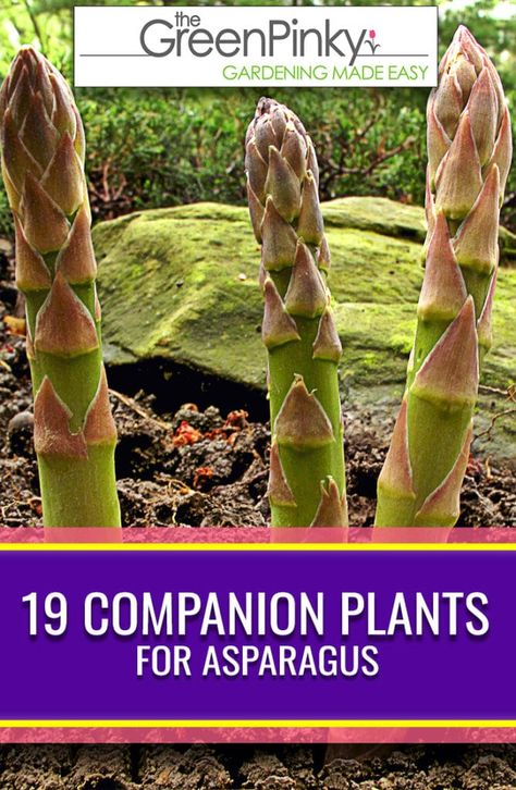 Asparagus Garden, Asparagus Plant, Growing Asparagus, Companion Gardening, Garden Companion Planting, Outdoor Herb Garden, Perennial Vegetables, Vegetable Garden Diy, Companion Plants