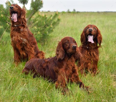 Three Irish setters by eAlisa. Irish setters resting on a green grass field. Focus on a front dog.#resting, #green, #eAlisa, #Irish Irish Setter Puppy, Setter Puppies, Green Grass Field, Infographic Design Architecture, Dog Breeds List, Irish Setters, Graphics Tees, Blank Business Cards, Grass Field