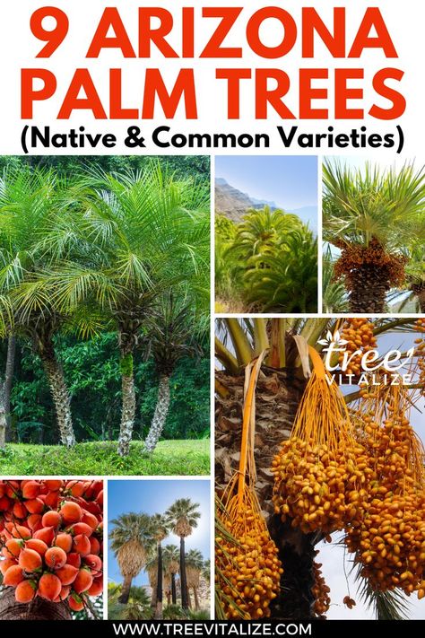 9 Arizona Palm Trees (Native & Common Varieties) Arizona Palm Trees, Palm Tree Types, Tree Garden Design, Palm Trees Garden, Arizona Backyard, Palm Trees Landscaping, Identify Plant, Beautiful Yards, Desert Garden