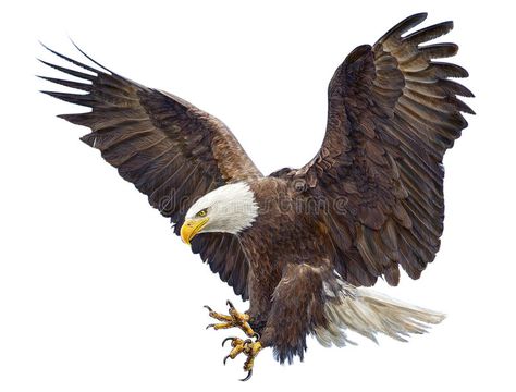 Bald Eagle Flying, Bald Eagle Tattoos, Eagle Landing, Aigle Royal, Eagle Flying, Eagle Drawing, Eagle Images, Eagle Painting, Eagle Pictures