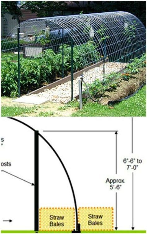 Repurposed Cattle Panel Arched Trellis Greenhouse Cow Panel Greenhouse, Cow Panel Trellis, Cow Panel Garden Trellis, Cattle Panel Trellis Arches, Arched Trellis, Cattle Panel Trellis, Panel Trellis, Tomato Harvest, Vege Garden