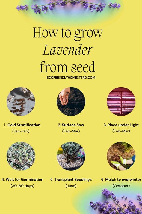 lavender growing guide Grow Lavender From Seed, Lavender From Seed, Harvesting Lavender, Grow Lavender, Flower Growing, Lavender Seeds, Planting Tips, Growing Lavender, Sustainable Garden