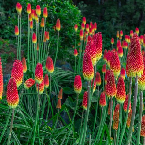 Hot Poker Plant, Red Hot Poker Plant, Torch Lily, Planting Zones, Red Hot Poker, Common Garden Plants, Beginners Garden, Lily Seeds, Rare Seeds