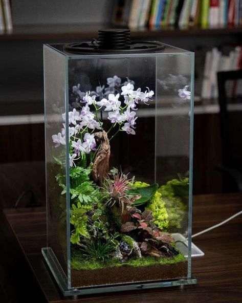 Terrarium Imaginarium on Instagram: “LED terrarium with orchids by @myhomenature from Japan 🇯🇵” Landscape Terrarium, Terrarium Light, Closed Terrarium Plants, Orchid Terrarium, Wardian Case, Bottle Terrarium, Rock Flowers, Perfect Room, Moss Terrarium