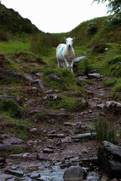 Lamb Up In The Welsh Brecon Beacons Welsh Forest, Welsh Valleys, Countryside Wallpaper, Welsh Cottage, Rainy Wallpaper, Welsh Countryside, Images Of Animals, Brecon Beacons, Countryside Landscape