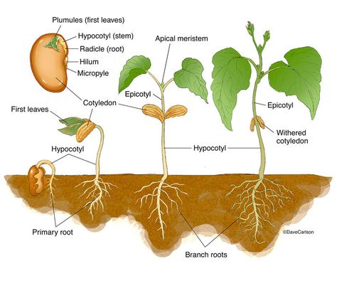 Botany | Life Science & Biomedical | Carlson Stock Art Plant Diagram, Veterinary Anatomy, Science Exhibition Projects, Biology Plants, General Biology, Plant Physiology, Wildlife Illustration, Bean Plant, Agriculture Education